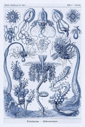 Picture of HAECKEL NATURE ILLUSTRATIONS: CEPHLOPODS - DARK BLUE TINT