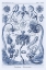 Picture of HAECKEL NATURE ILLUSTRATIONS: CEPHLOPODS - DARK BLUE TINT