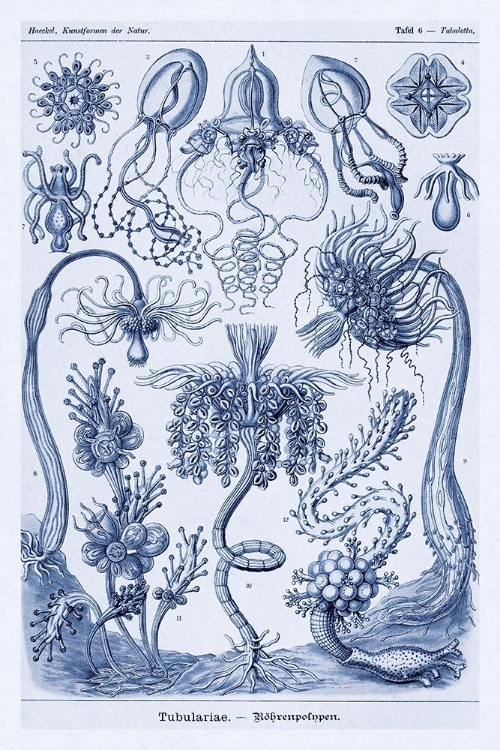 Picture of HAECKEL NATURE ILLUSTRATIONS: CEPHLOPODS - DARK BLUE TINT