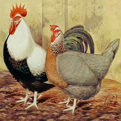 Picture of CHICKENS: SILVER-GREY DORKINGS