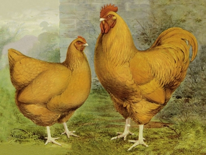 Picture of CHICKENS: BUFF ORPINGTONS