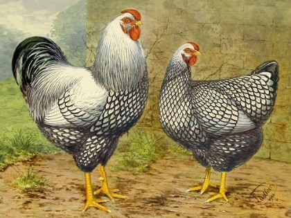 Picture of CHICKENS: SILVER LACED WYANDOTTES