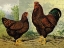 Picture of CHICKENS: GOLDEN WYANDOTTES