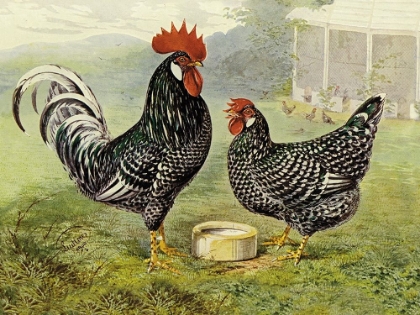 Picture of CHICKENS: ANCONAS