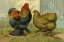 Picture of CHICKENS: PARTRIDGE COCHINS