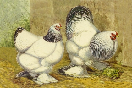 Picture of CHICKENS: LIGHT BRAHMAS