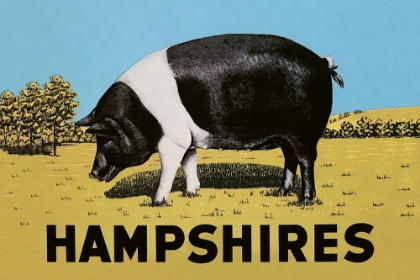 Picture of PIGS AND PORK: HAMPSHIRES