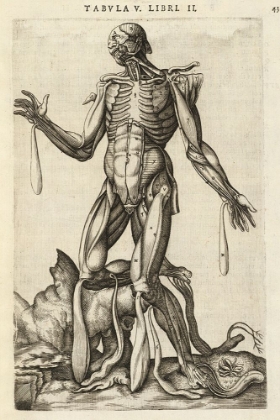 Picture of MALE FIGURE WITH MUSCLES AND SKELETON
