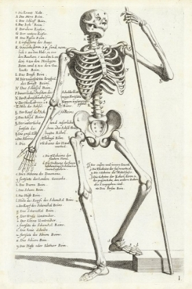 Picture of ANATOMICAL DIAGRAM SHOWING HUMAN SKELETON, FRONT VIEW, WITH LEGENDS
