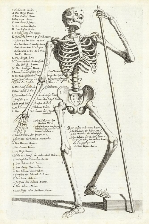 Picture of ANATOMICAL DIAGRAM SHOWING HUMAN SKELETON, FRONT VIEW, WITH LEGENDS