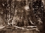Picture of THE GRIZZLY GIANT - 33 FEET DIAMETER - WITH GALEN CLARK, MARIVINTAGEA GROVE, YOSEMITE, CALIFORNIA,