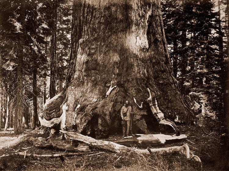 Picture of THE GRIZZLY GIANT - 33 FEET DIAMETER - WITH GALEN CLARK, MARIVINTAGEA GROVE, YOSEMITE, CALIFORNIA,