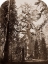 Picture of GRIZZLY GIANT - 33 FT. DIAM. -  MARIPOSA GROVE, YOSEMITE, CALIFORNIA, 1861