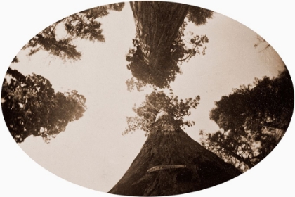 Picture of AMONG THE TREETOPS, CALAVERAS GROVE, CALIFORNIA, 1878