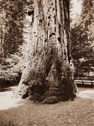 Picture of BIG TREE FELTON (REDWOOD), SANTA CRUZ, CALIFORNIA, 1880S