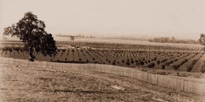 Picture of YOUNG ORCHARD, PALERMO, BUTTE COUNTY, CALIFORNIA, 1888-1891