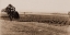 Picture of YOUNG ORCHARD, PALERMO, BUTTE COUNTY, CALIFORNIA, 1888-1891