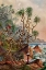 Picture of PANDANUS BEI MATURA SCHRAUBENPALMEN AN DER SUDKUSTE VON CEYLON