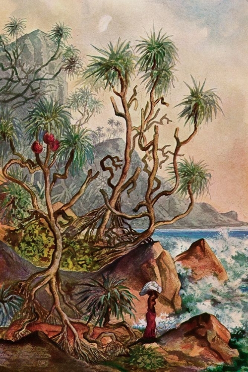 Picture of PANDANUS BEI MATURA SCHRAUBENPALMEN AN DER SUDKUSTE VON CEYLON