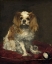 Picture of A KING CHARLES SPANIEL