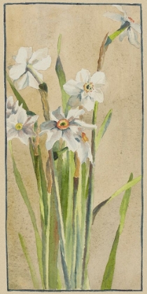 Picture of WHITE NARCISSUS WITH GRAY ACCENTS