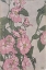 Picture of PRAIRIE ROSE
