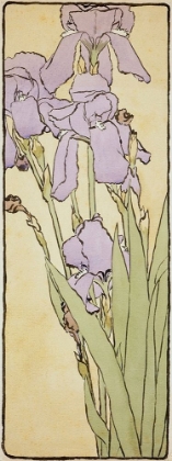 Picture of IRIS