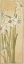 Picture of POETS NARCISSUS