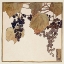 Picture of FROST GRAPE