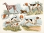 Picture of HUNTING DOGS, 1817