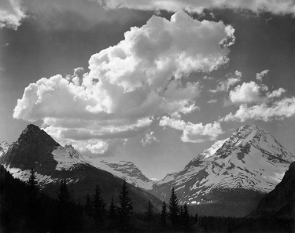 Picture of TREES IN GLACIER NATIONAL PARK, MONTANA - NATIONAL PARKS AND MONUMENTS, 1941