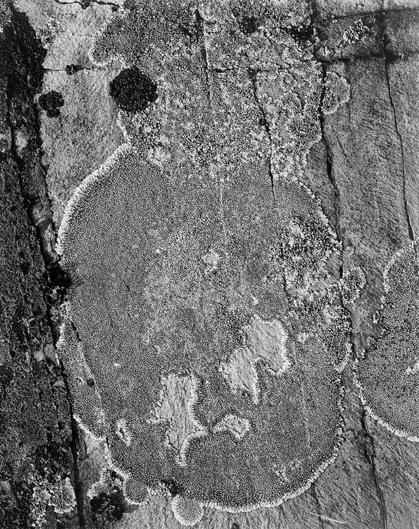 Picture of LICHONS, GLACIER NATIONAL PARK, MONTANA - NATIONAL PARKS AND MONUMENTS, 1941