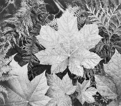 Picture of LEAVES, GLACIER NATIONAL PARK, MONTANA - NATIONAL PARKS AND MONUMENTS, 1941
