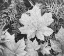 Picture of LEAVES, GLACIER NATIONAL PARK, MONTANA - NATIONAL PARKS AND MONUMENTS, 1941