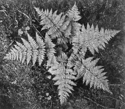 Picture of FERNS, GLACIER NATIONAL PARK, MONTANA - NATIONAL PARKS AND MONUMENTS, 1941