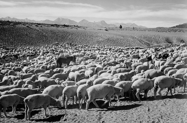 Picture of FLOCK IN OWENS VALLEY - NATIONAL PARKS AND MONUMENTS, 1941