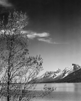 Picture of VIEW OF MOUNTAINS WITH TREE IN FOREGROUND, GRAND TETON NATIONAL PARK, WYOMING, 1941