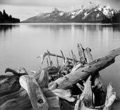 Picture of DRIFTWOOD ON SHORE OF JACKSON LAKE, WITH TETON RANGE IN BACKGROUND, GRAND TETON NATIONAL PARK, WYOMI