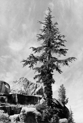 Picture of TREE AND UNNAMED PEAK, KINGS RIVER CANYON,  PROPOSED AS A NATIONAL PARK, CALIFORNIA, 1936