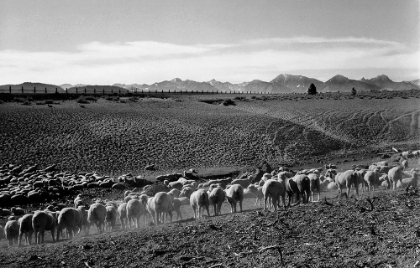 Picture of FLOCK IN OWENS VALLEY, CALIFORNIA, 1941