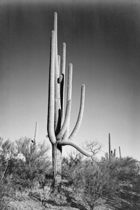 Picture of FULL VIEW OF CACTUS AND SURROUNDING SHRUBS, IN SAGUARO NATIONAL MONUMENT, ARIZONA, CA. 1941-1942