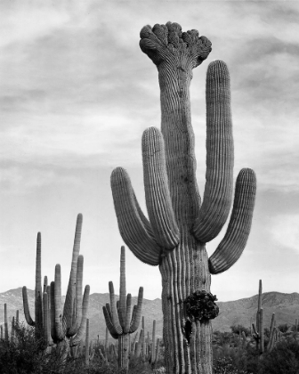 Picture of FULL VIEW OF CACTUS WITH OTHERS SURROUNDING, SAGUAROS, SAGUARO NATIONAL MONUMENT, ARIZONA, CA. 1941-
