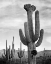 Picture of FULL VIEW OF CACTUS WITH OTHERS SURROUNDING, SAGUAROS, SAGUARO NATIONAL MONUMENT, ARIZONA, CA. 1941-