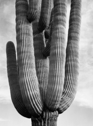 Picture of DETAIL OF CACTUS SAGUAROS, SAGURO NATIONAL MONUMENT, ARIZONA, CA. 1941-1942