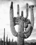 Picture of VIEW OF CACTUS AND SURROUNDING AREA SAGUAROS, SAGUARO NATIONAL MONUMENT, ARIZONA, CA. 1941-1942