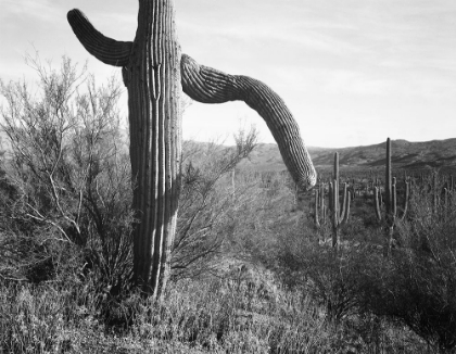 Picture of CACTUS AT LEFT AND SURROUNDINGS, SAGUARO NATIONAL MONUMENT, ARIZONA, CA. 1941-1942