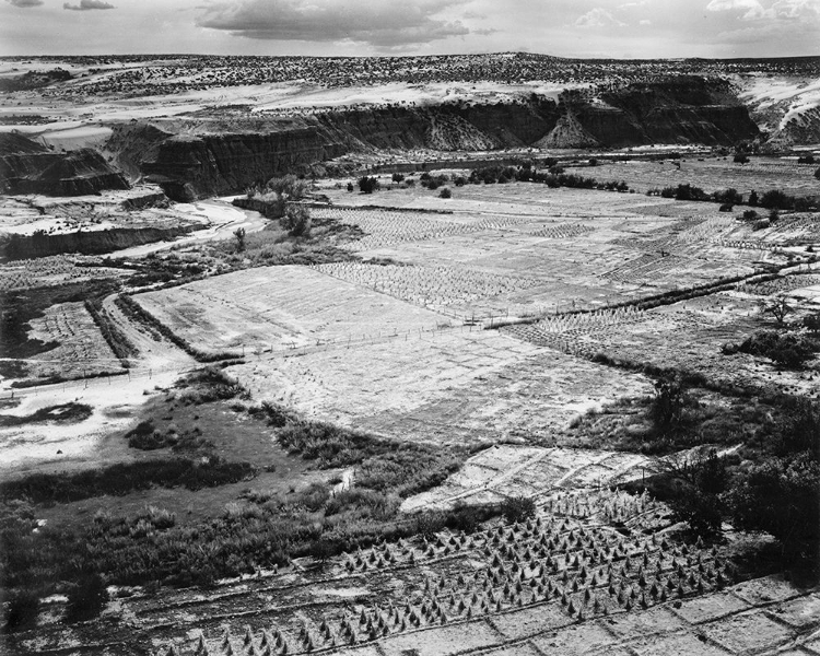 Picture of CORN FIELD, INDIAN FARM NEAR TUBA CITY, ARIZONA, IN RAIN, 1941