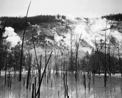 Picture of BARREN TRUNKS IN WATER NEAR STEAM RISING FROM MOUNTAINS, ROARING MOUNTAIN, YELLOWSTONE NATIONAL PARK