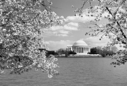 Picture of JEFFERSON MEMORIAL WITH CHERRY BLOSSOMS, WASHINGTON, D.C. - BLACK AND WHITE VARIANT