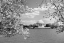 Picture of JEFFERSON MEMORIAL WITH CHERRY BLOSSOMS, WASHINGTON, D.C. - BLACK AND WHITE VARIANT